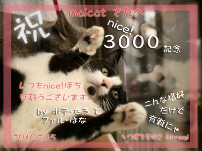 3000nice!thanks_maicatsan.jpg